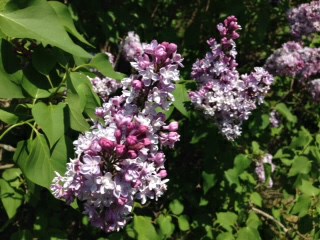 Syringa vulgaris 'Viviand-Morel' - Viviand-Morel Lilac