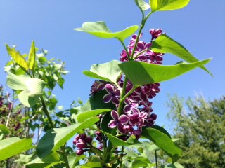 Syringa vulgaris 'Sensation' - Sensation Lilac