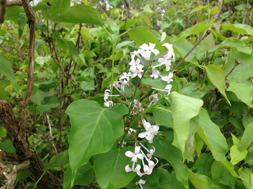 Syringa oblata subsp. dilatata - Korean Early Lilac