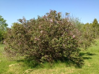 Syringa oblata subsp. oblata - Early Lilac