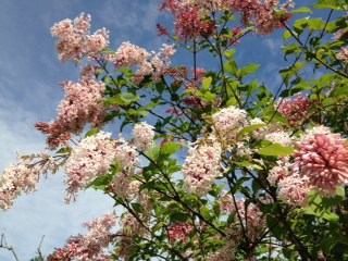 Syringa × swegiflexa - Pink Pearl Lilac