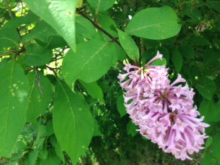 Syringa × prestoniae 'Hiawatha' - Hiawatha Preston Lilac