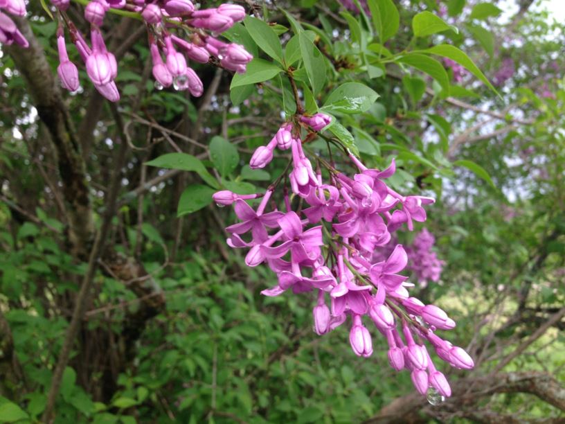 Syringa × chinensis 'Saugeana' - Saugeana Chinese Lilac