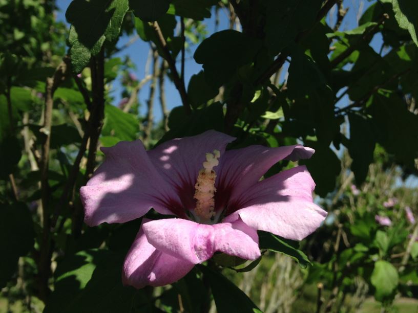 Hibiscus syriacus - Rose of Sharon
