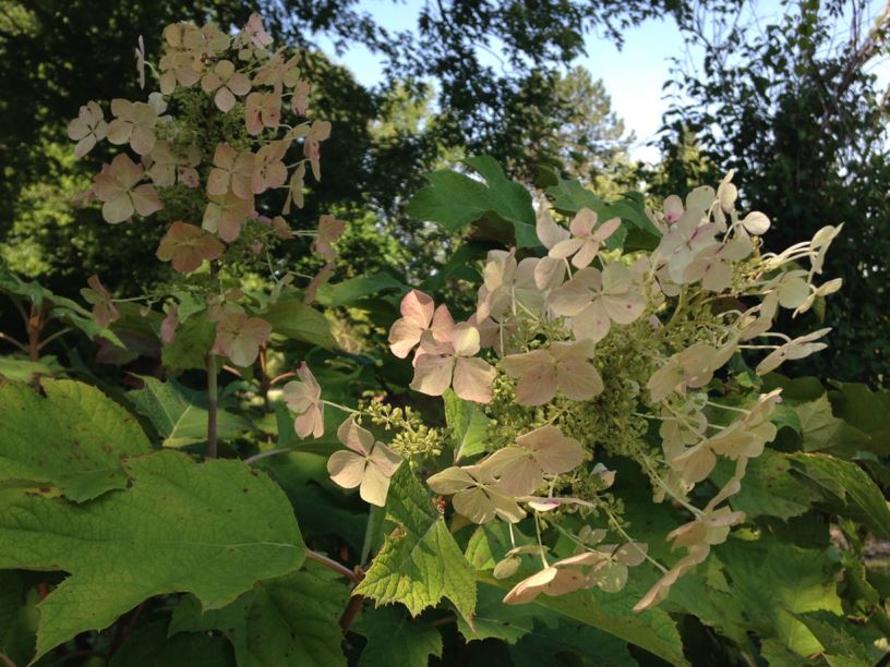 Hydrangea quercifolia - Oak-leaved Hydrangea
