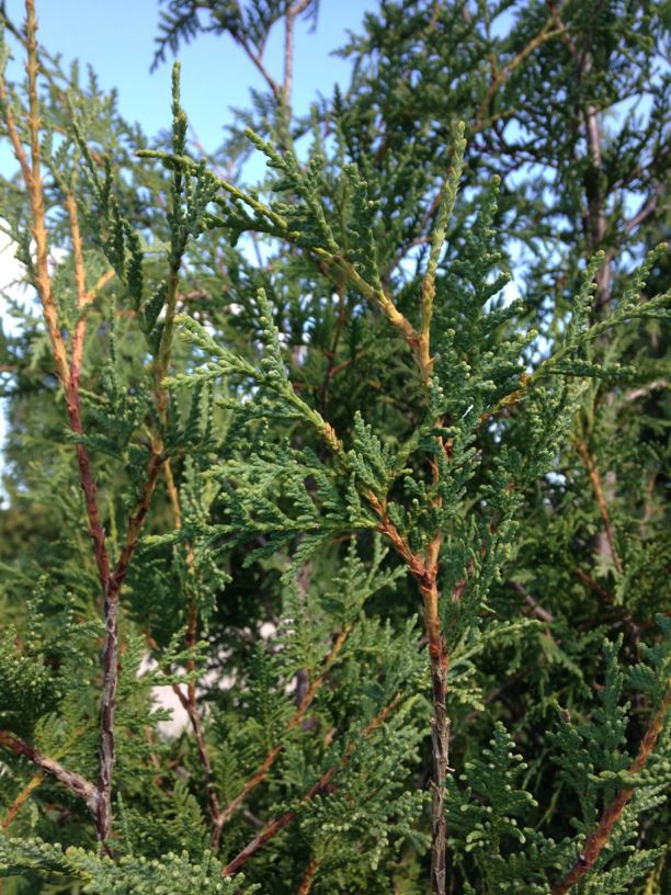 Thuja occidentalis - Eastern White-cedar