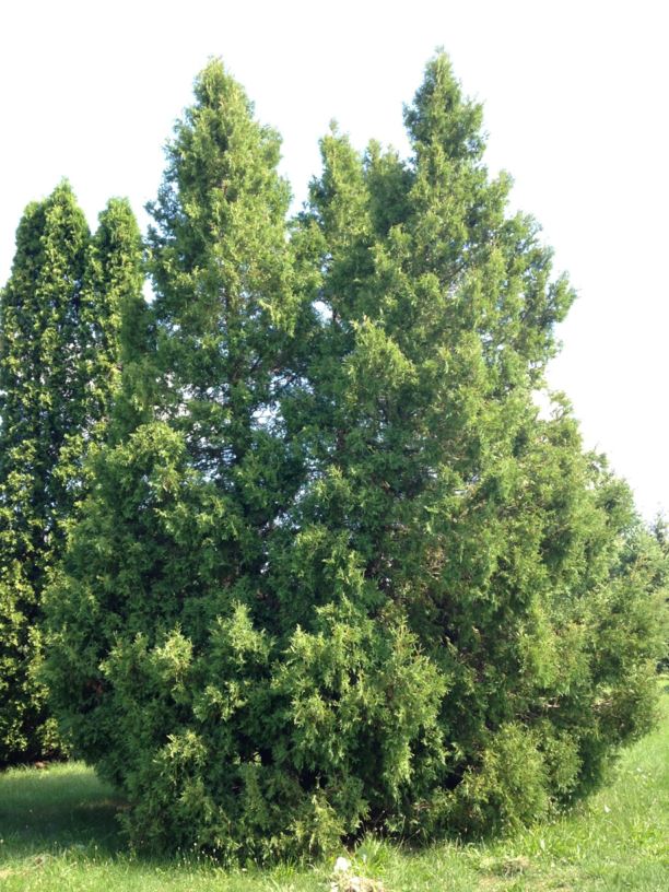 Thuja occidentalis 'Hoopesii' - Hoopes Eastern White Cedar