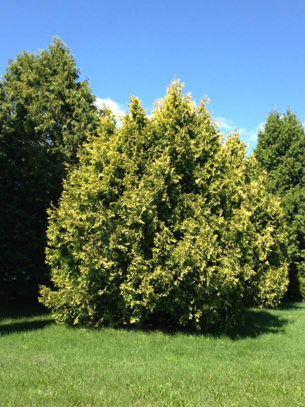 Thuja occidentalis 'Sunkist' - Sunkist Eastern White Cedar