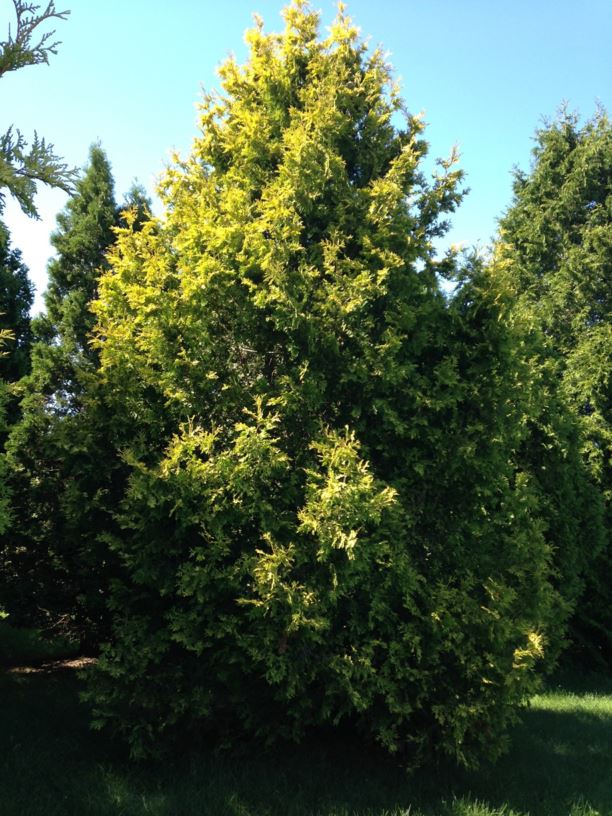 Thuja occidentalis 'Douglasii Aurea' - Douglas' Golden Eastern White Cedar