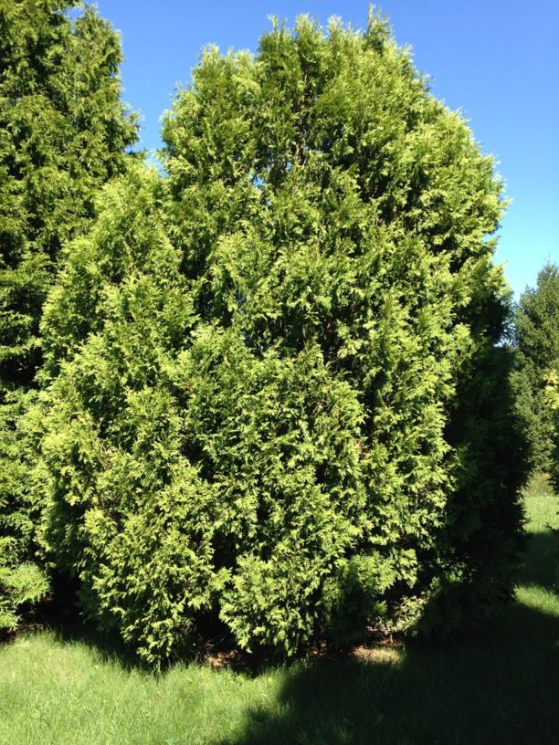 Thuja occidentalis 'Hoveyi' - Hovey's Eastern White Cedar