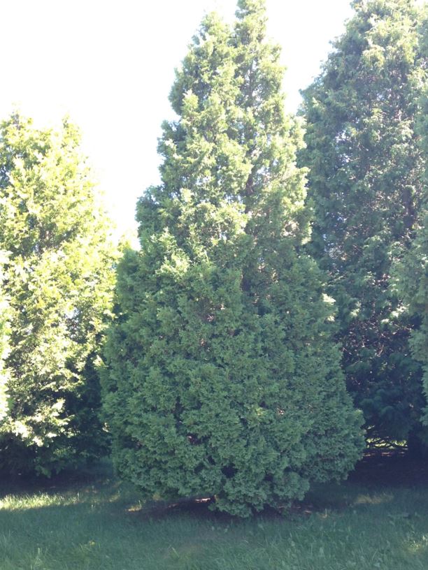Thuja occidentalis 'Rosenthalii' - Rosenthal Eastern White Cedar