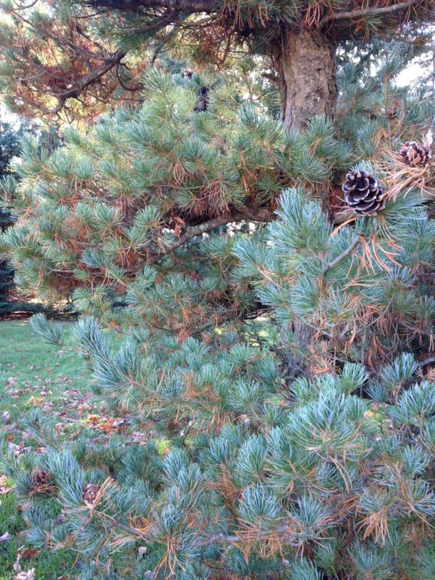 Pinus parviflora - Japanese White Pine