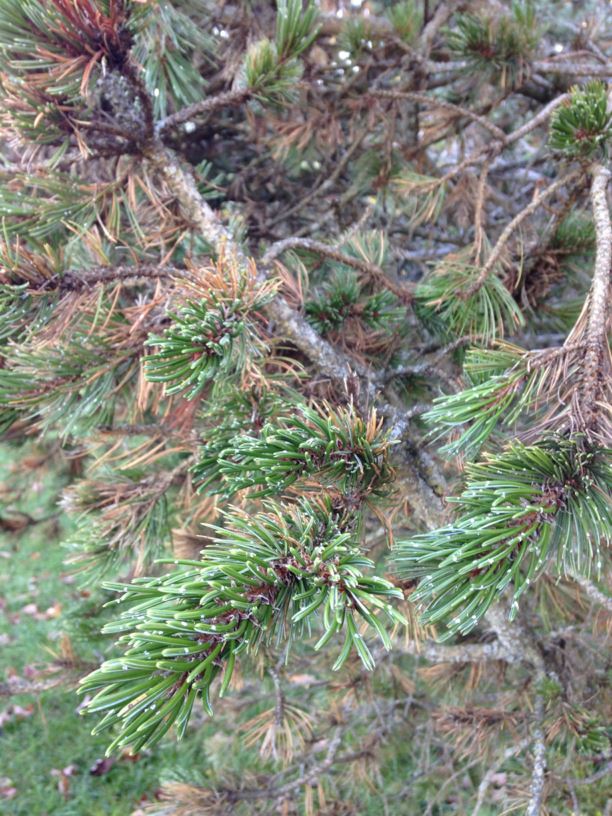 Pinus aristata - Rocky Mountain Bristlecone Pine