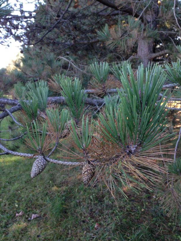 Pinus thunbergii - Japanese Black Pine