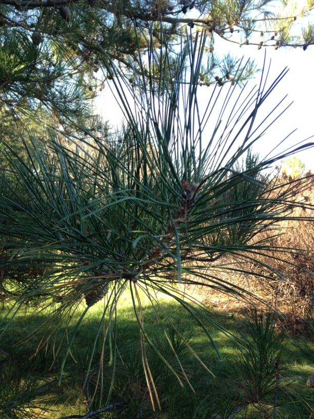 Pinus tabuliformis var. mukdensis - Chinese Red Pine