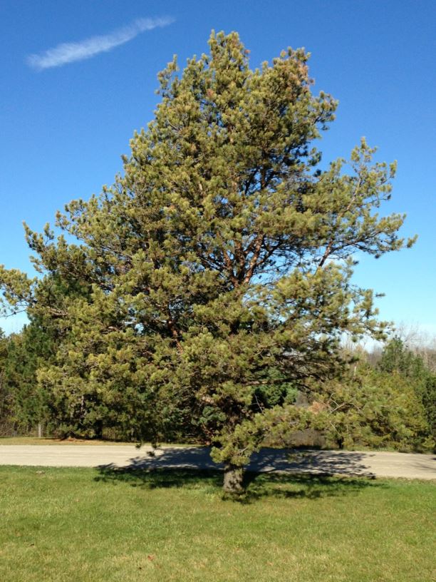 Pinus sylvestris var. mongolica - Mongolian Pine