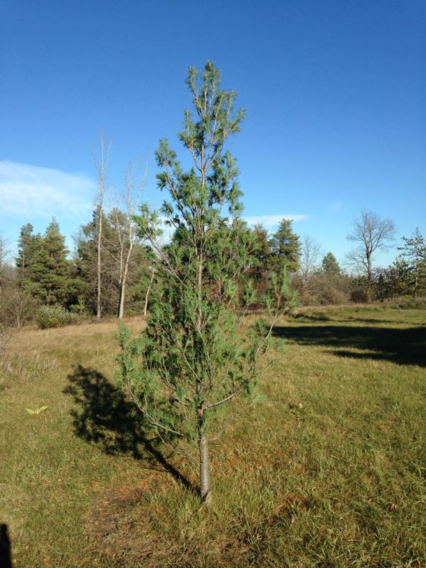 Pinus strobus 'Torulosa' - Twisted White Pine