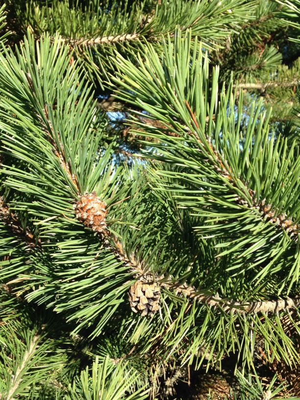 Pinus mugo subsp. uncinata - Mountain Pine