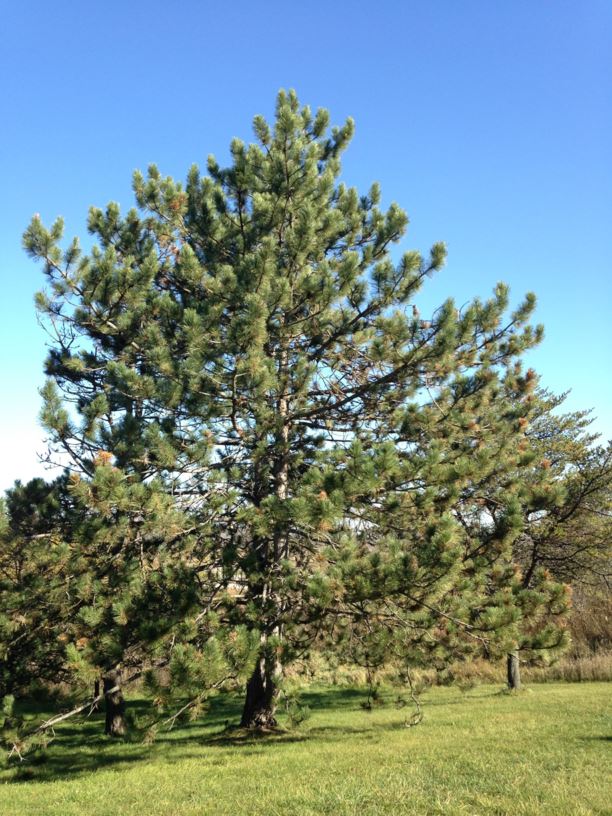 Pinus nigra - Austrian Pine