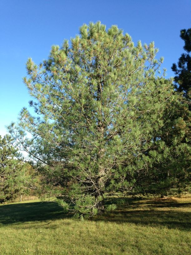 Pinus nigra 'Koekelare' - Koekelare Austrian Pine
