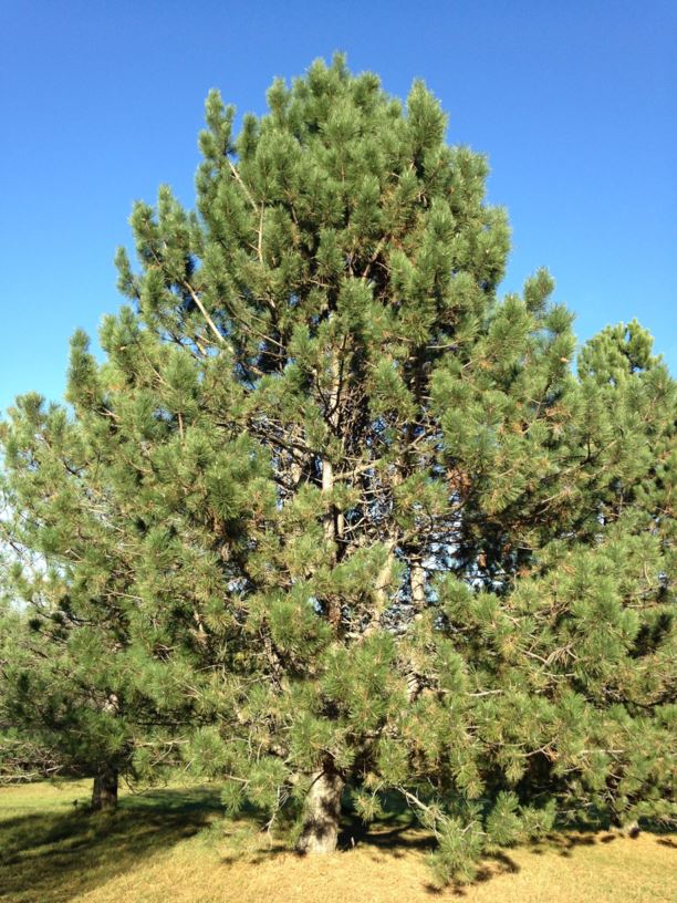 Pinus nigra subsp. nigra var. nigra - Austrian Pine