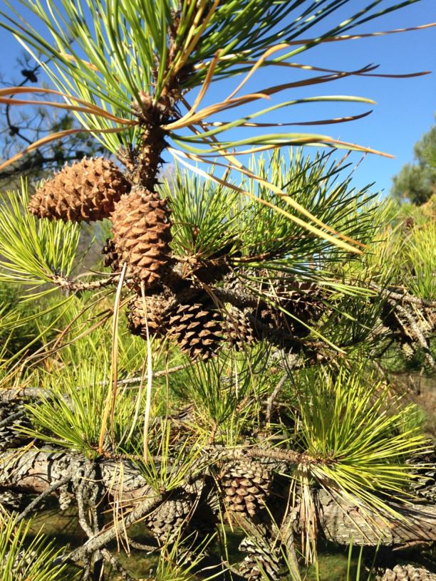 Pinus rigida - Pitch Pine