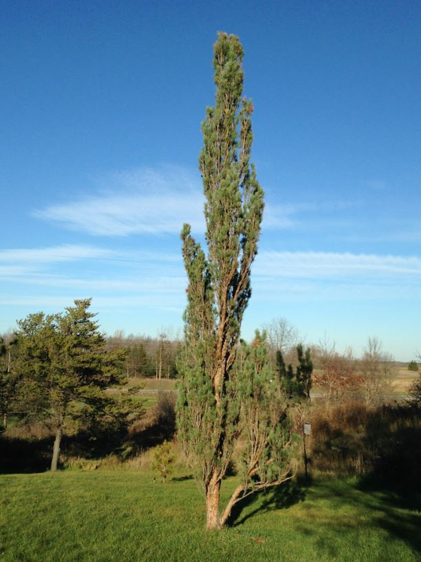Pinus sylvestris 'Fastigiata' - Scots Sentinel Pine