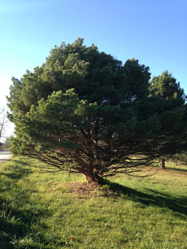 Pinus sylvestris 'Watereri' - Waterer Scots Pine