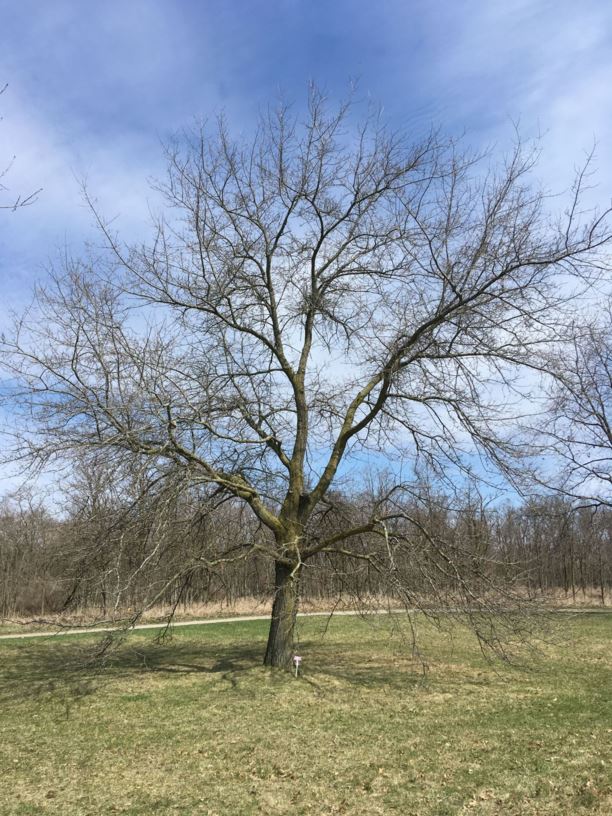Quercus imbricaria - Shingle Oak