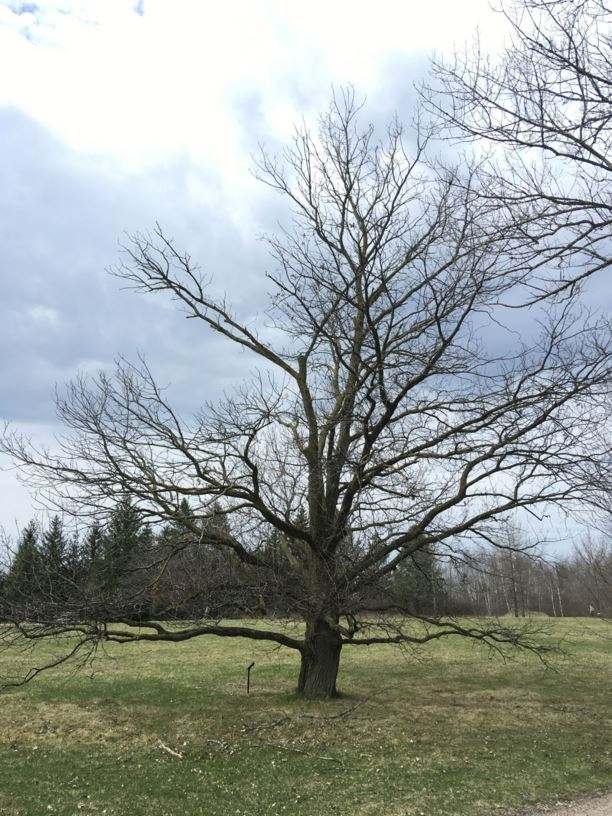 Quercus robur - English Oak