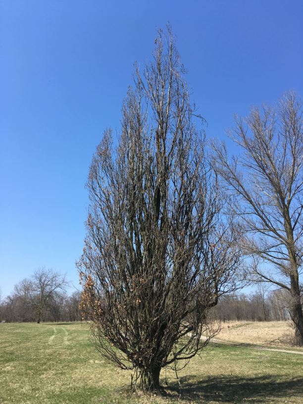 Quercus robur 'Fastigiata' - Columnar English Oak