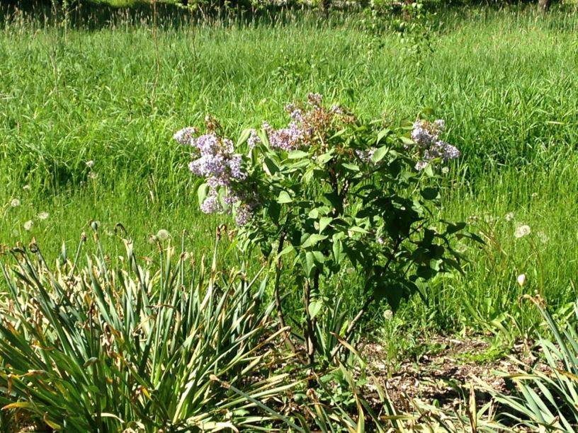 Syringa vulgaris 'Wedgwood Blue' - Wedgwood Blue Common Lilac
