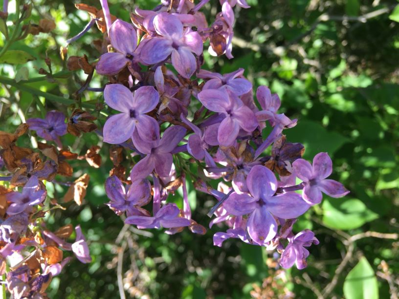 Syringa × hyacinthiflora 'Assessippi' - Assessippi Hyacinth Lilac