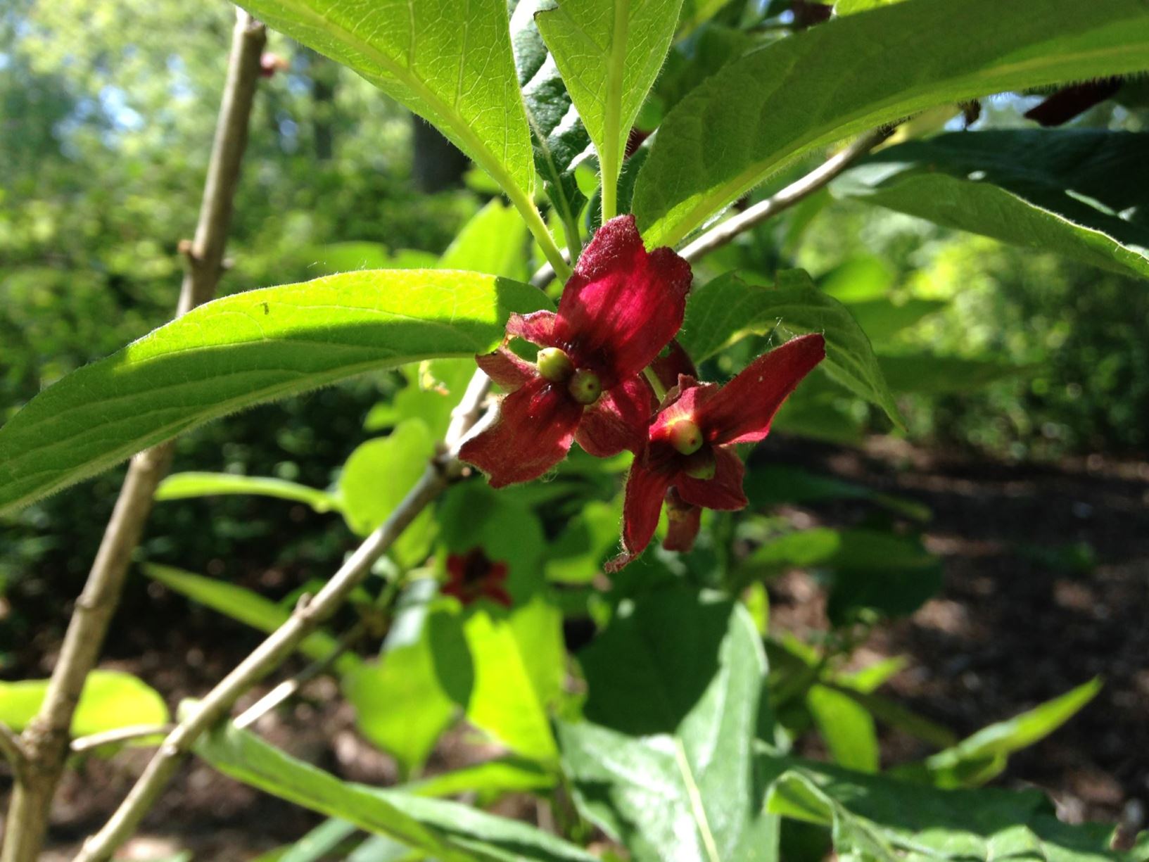 Lonicera involucrata - Twinberry Honeysuckle