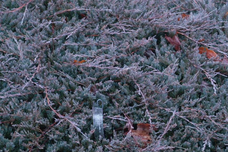 Juniperus horizontalis 'Bar Harbor' - Bar Harbor Juniper