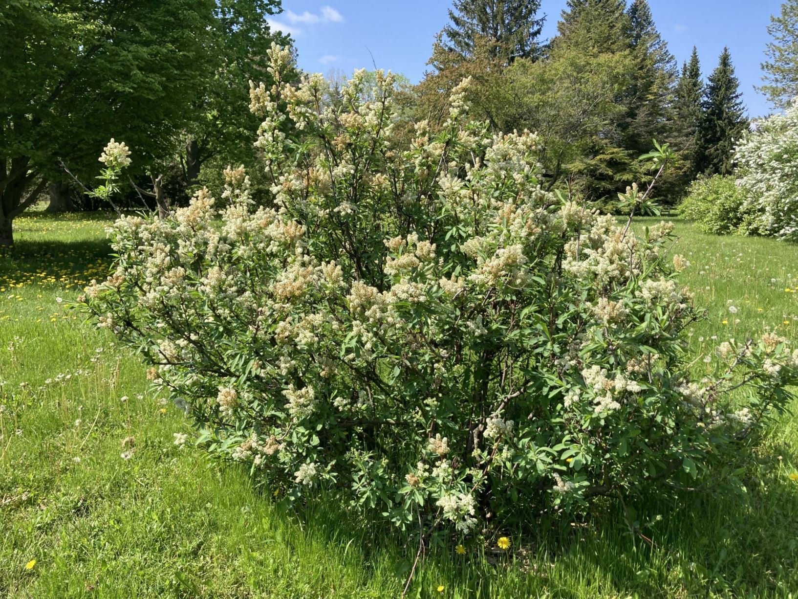 Sibiraea laevigata - Siberian Smooth-spirea