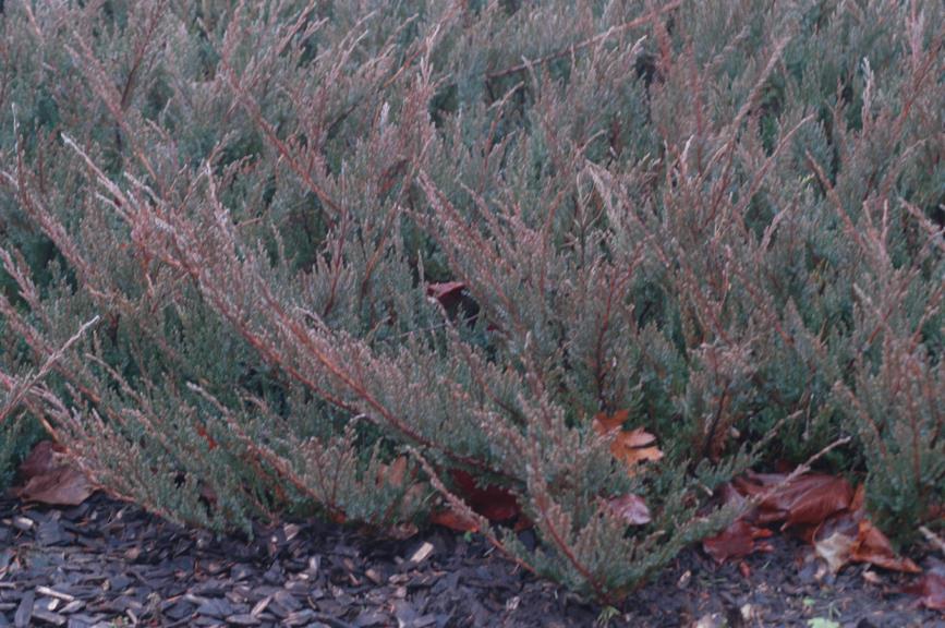 Juniperus horizontalis 'Wapiti' - Wapiti Creeping Juniper