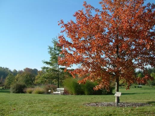 Arboretum view