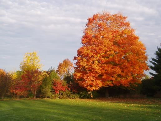 Arboretum view