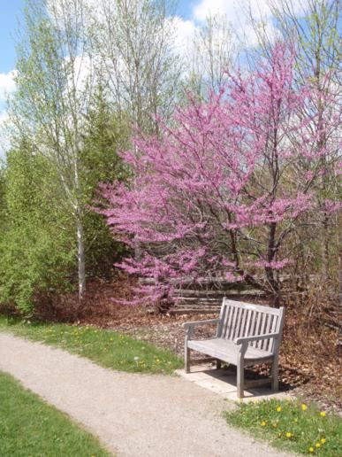 Arboretum view